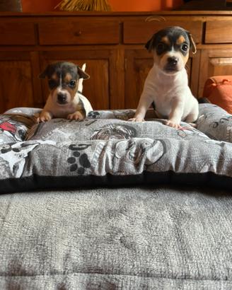 Cuccioli femmine jack russell terrier