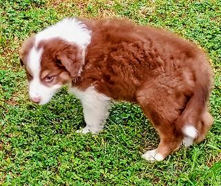 Cucciolo pastore australiano