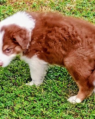 Cucciolo pastore australiano