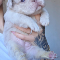 Bulldog francese