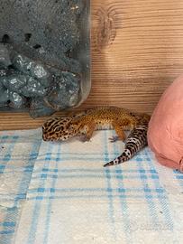 Geco leopardino coppia con accessori e terrari