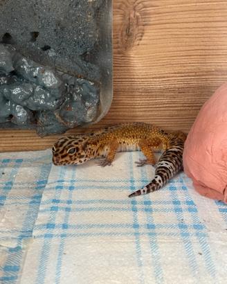 Geco leopardino coppia con accessori e terrari