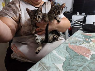 regalasi gattini