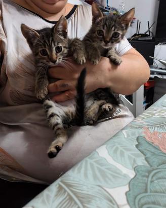 regalasi gattini