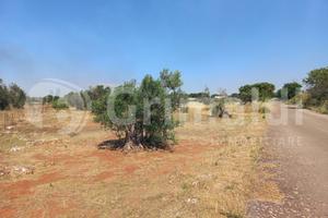 Terreno Agricolo Ugento [6c.dacisternaVCG] (Ugento
