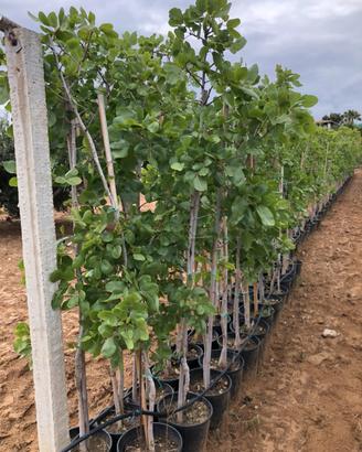 Pistacchi