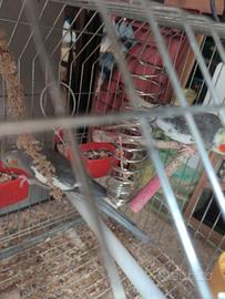 Coppia di calopsite con 5 uova