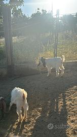 Capretti maltesi