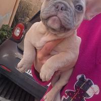 Bulldog francese linea esotica