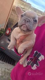 Bulldog francese linea esotica