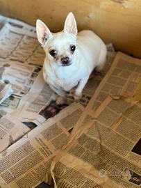 Chihuahua Femminuccia