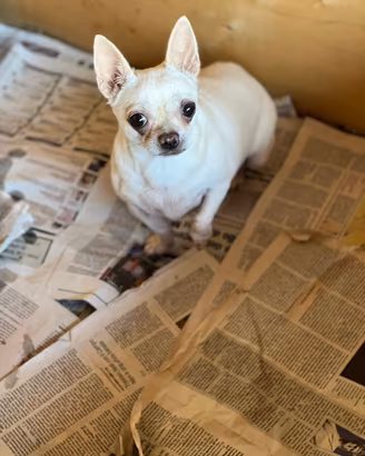 Chihuahua Femminuccia