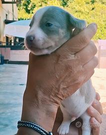 Cuccioli bassotto pelo corto