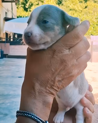 Cuccioli bassotto pelo corto