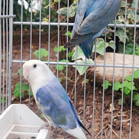 Inseparabili roseicollis