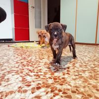 Cuccioli di Pitbull