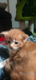 Cuccioli Maine Coon