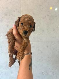 Cuccioli barboncini red nano