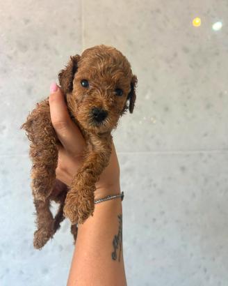 Cuccioli barboncini red nano