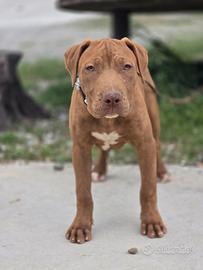 American Pit Bull Terrier