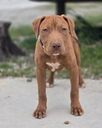 American Pit Bull Terrier