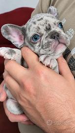 Cuccioli bulldog francese esotici merle