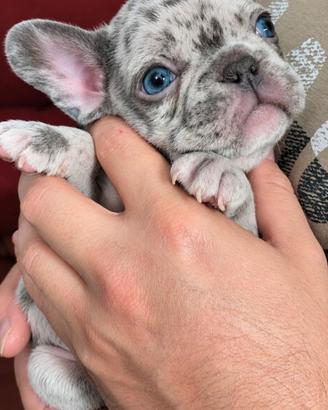 Cuccioli bulldog francese esotici merle