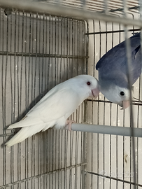 Inseparabili Agapornis