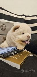 Cuccioli di chow chow maschio femmina