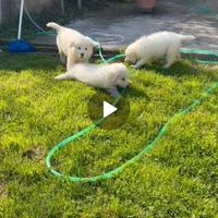 Cuccioli pastore maremmano abruzzese