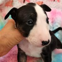 Bull terrier miniature