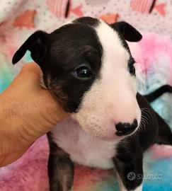 Bull terrier miniature