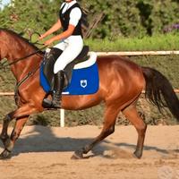 Pony sportivo Salto Ostacoli