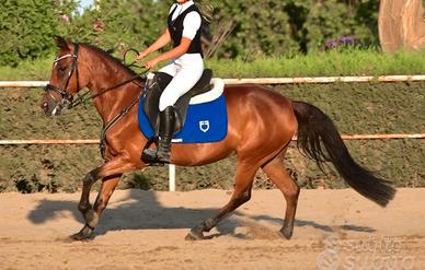 Pony sportivo Salto Ostacoli