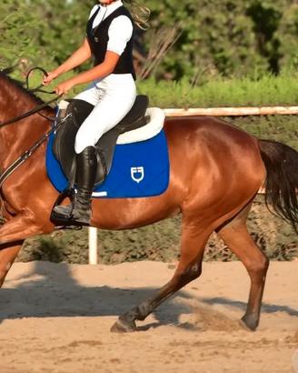 Pony sportivo Salto Ostacoli