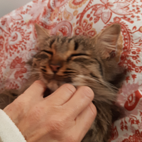 Incantevole gattina sterilizzata a pelo lungo