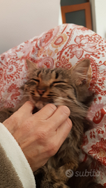 Incantevole gattina sterilizzata a pelo lungo