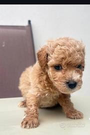 Cucciolo barboncino toy albicocca