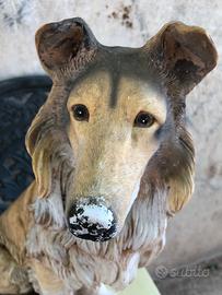 Collie…