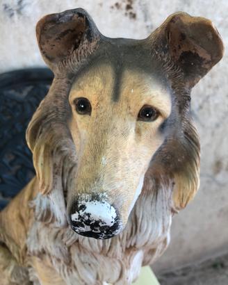Collie…