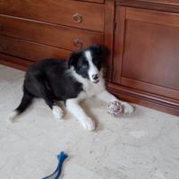 Cucciolo di Border Collie
