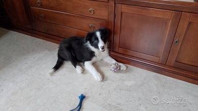 Cucciolo di Border Collie