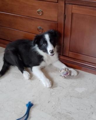 Cucciolo di Border Collie