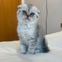 Gattino scottish fold