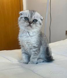Gattino scottish fold