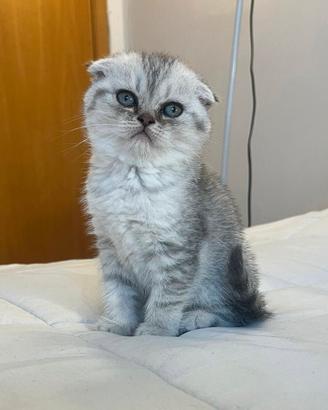 Gattino scottish fold