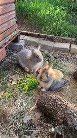 Coppia di conigliette