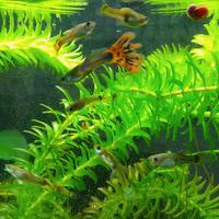 Pesci Guppy acquario dolce lumache piante