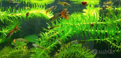 Pesci Guppy acquario dolce lumache piante