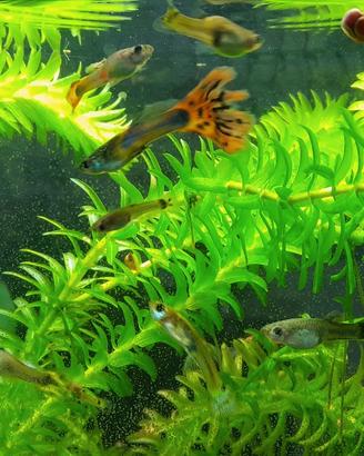 Pesci Guppy acquario dolce lumache piante